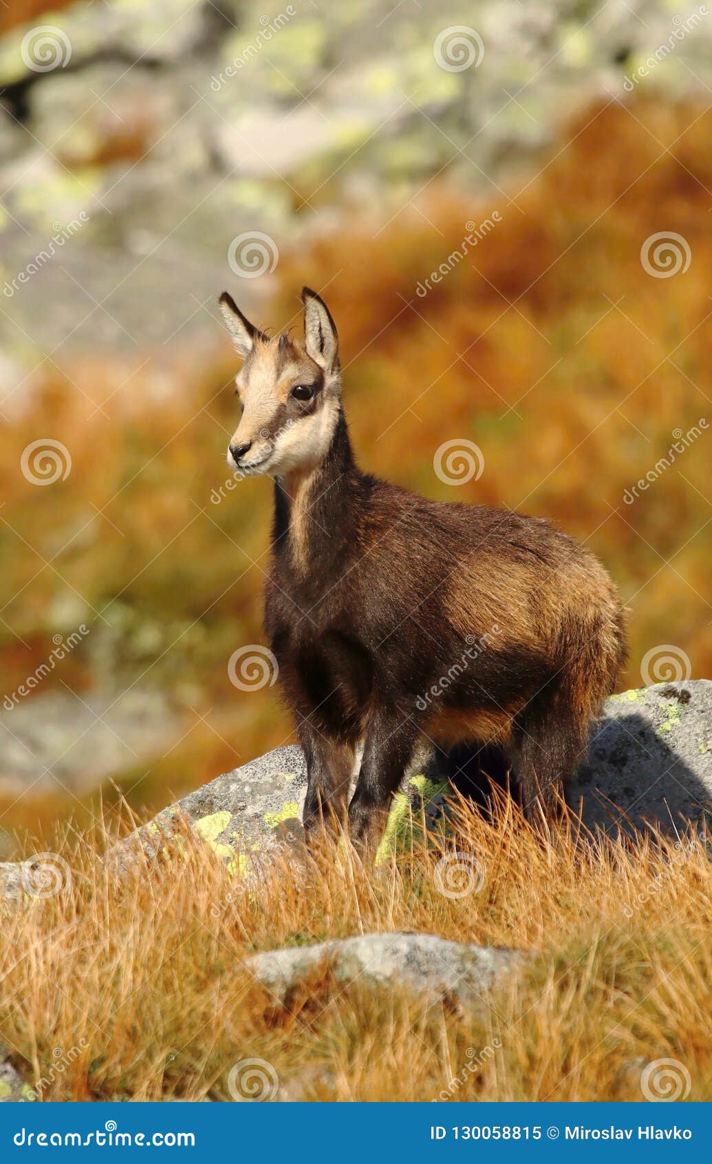 Tatra Chamois Hunting in Slovakia