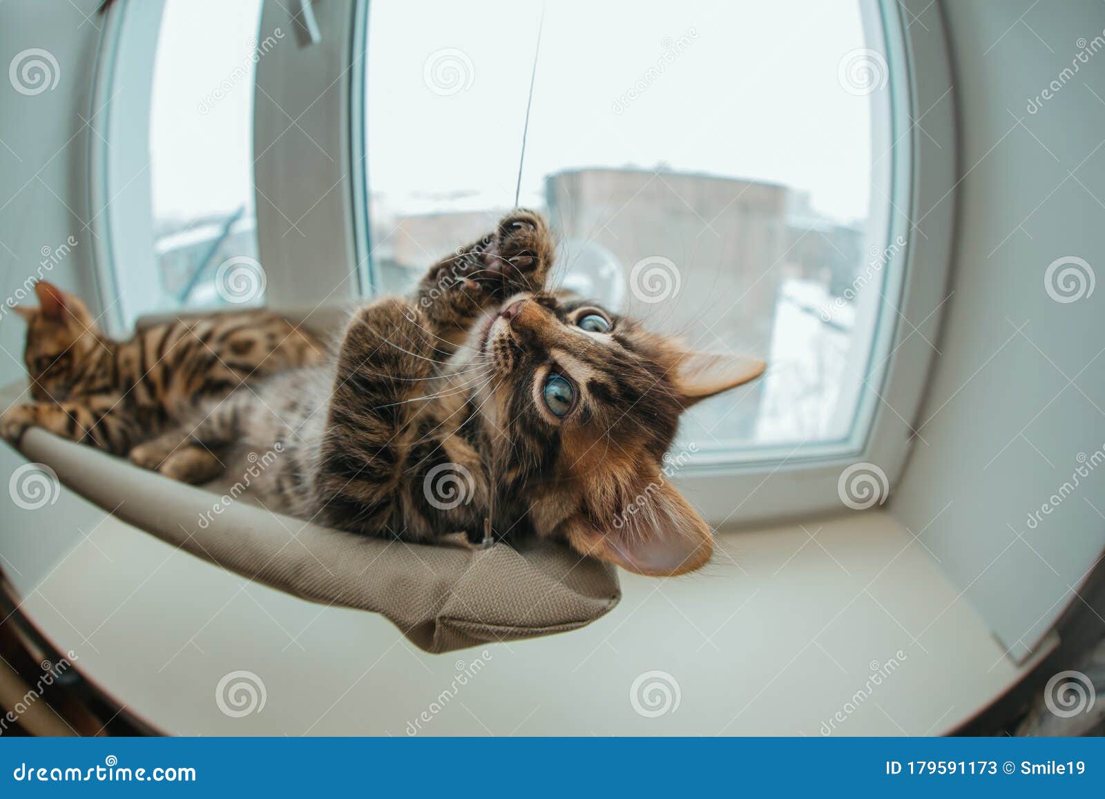 cute charcoal bengal kitty cat laying on the cat`s window bed byting a strap