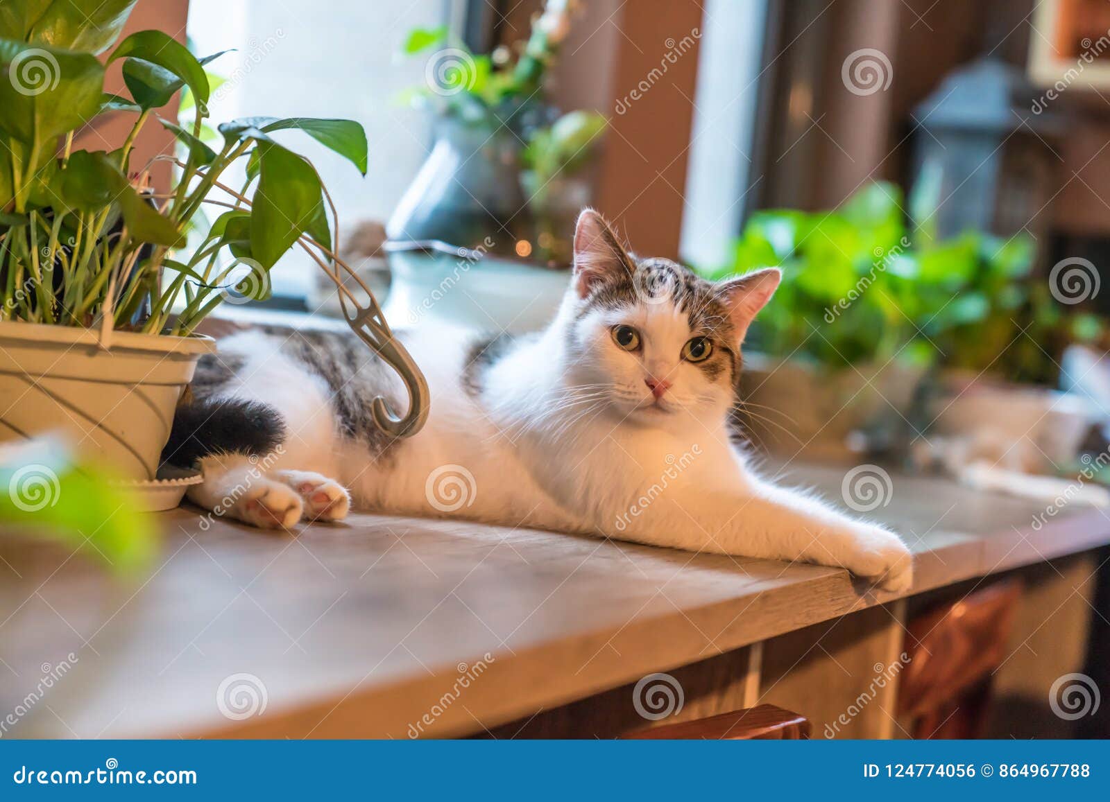 Cute and charming  cat  stock photo Image of mammals 