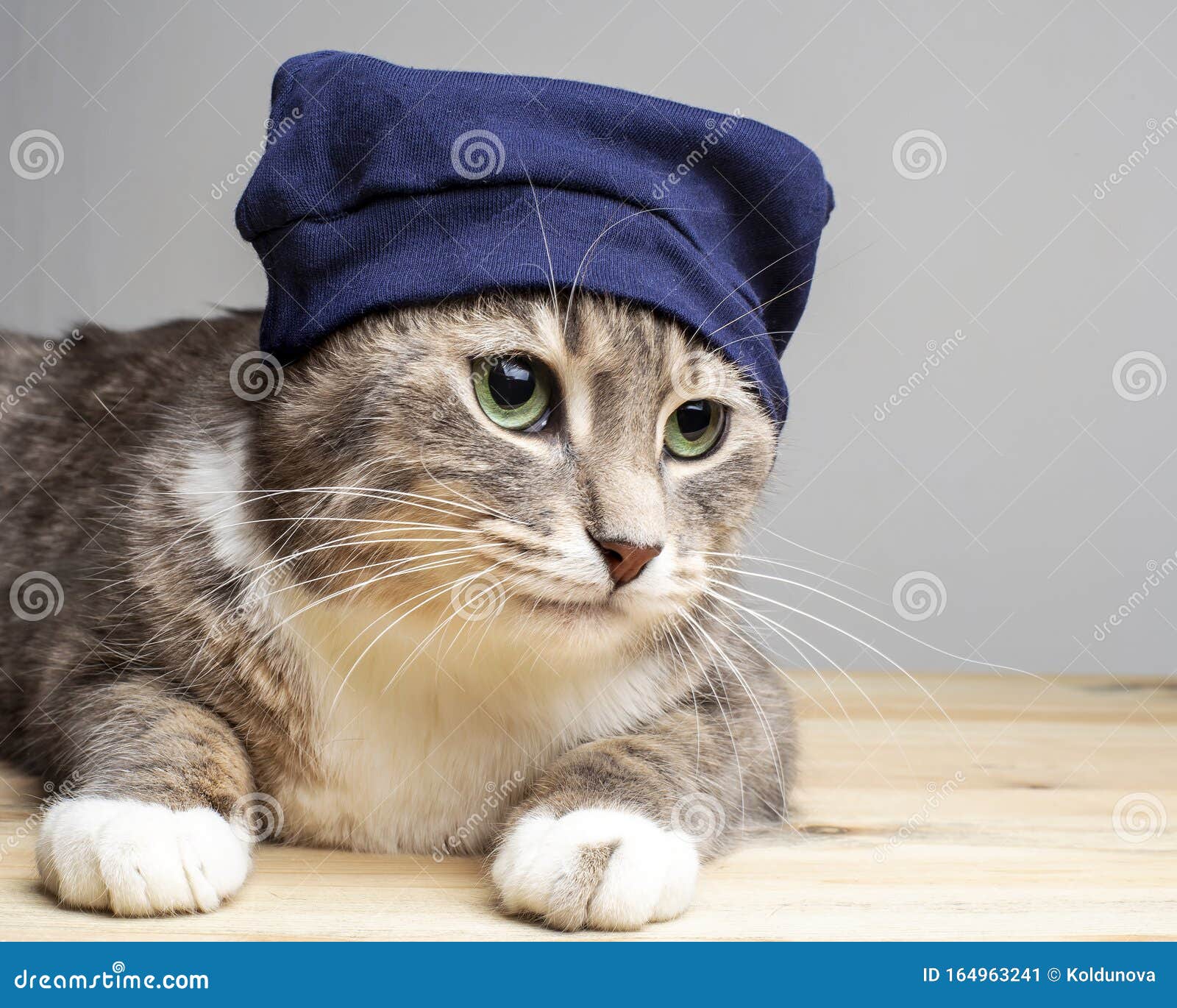 Cute Chat En Casquette Bleue Avec De Beaux Yeux Verts Calmes Et Regarde Attentivement Sur Le Cote Avec Espace De Copie Image Stock Image Du Copie Adore Cute Chat En Casquette Bleue Avec De Beaux Yeux Verts Calmes Et Regarde Attentivement Sur Le Cote Avec Espace De Copie Image Stock Image Du Copie Adore