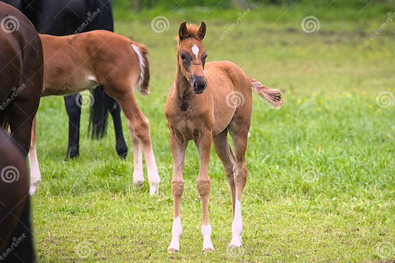 A Cute Chestnut Foal in the Meadow Stock Image - Image of chestnut ...
