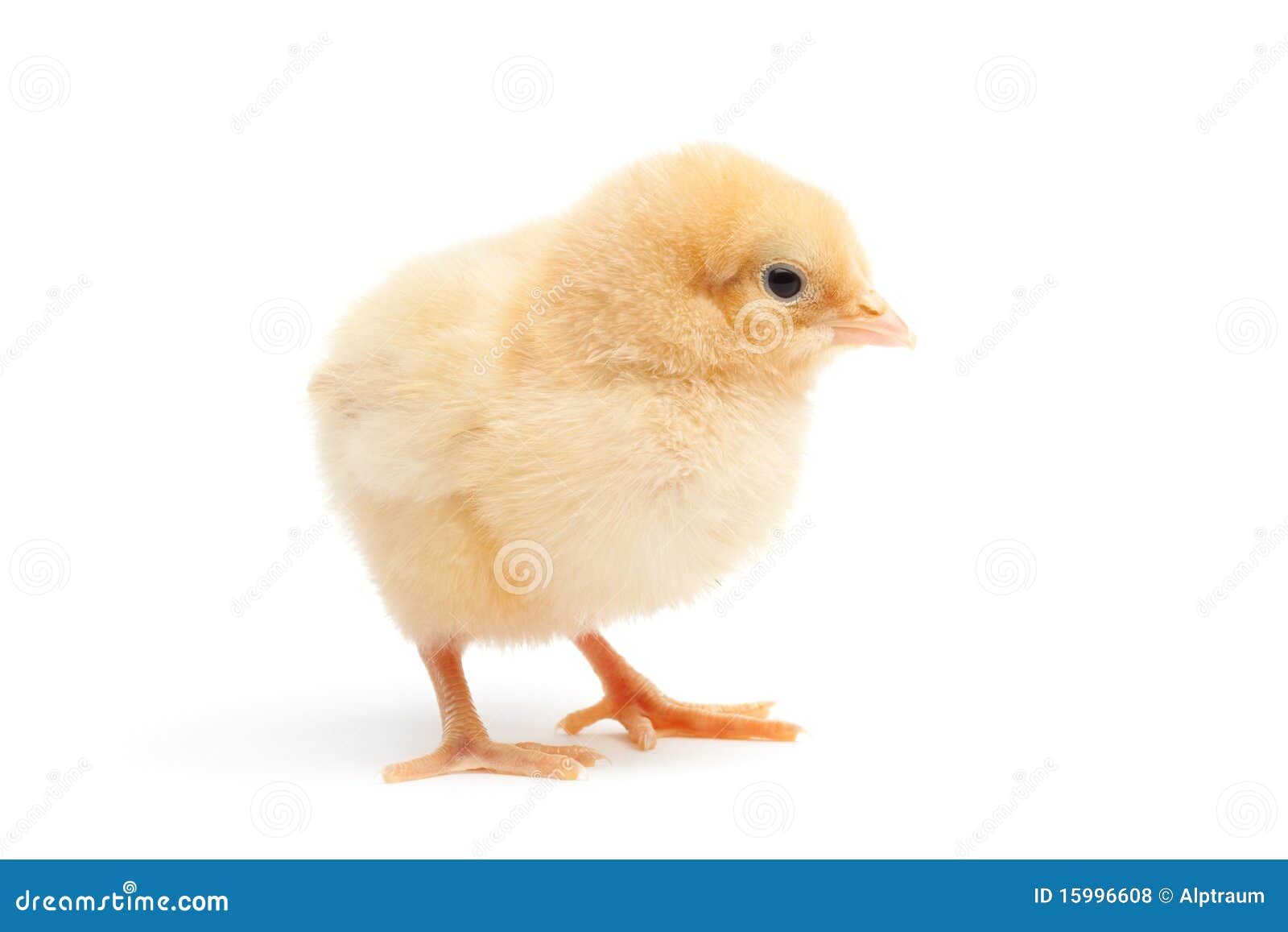 cute chick  on white