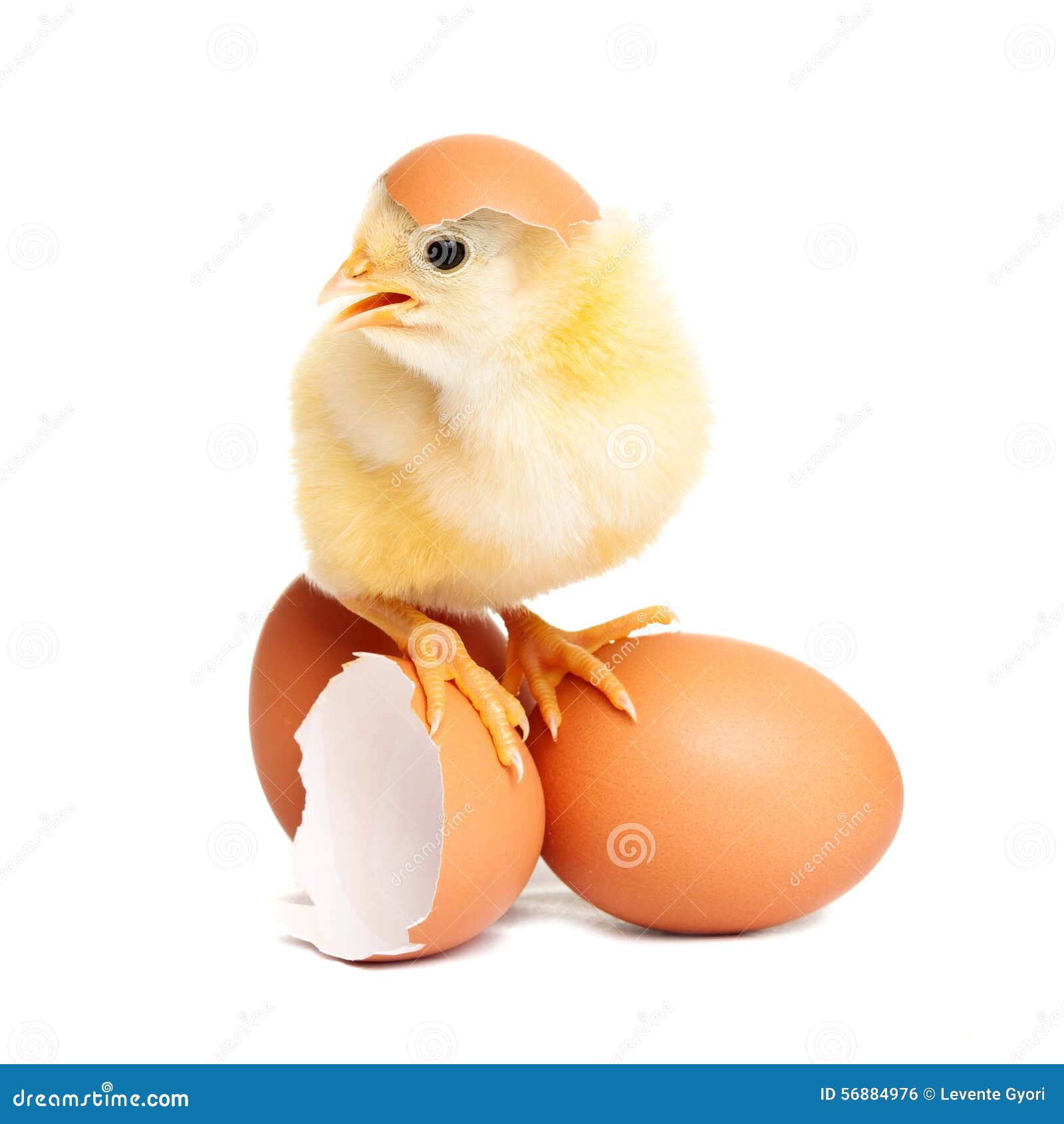 Raw Chicken Eggs In A White Cup On The Table, Broken Shells, The