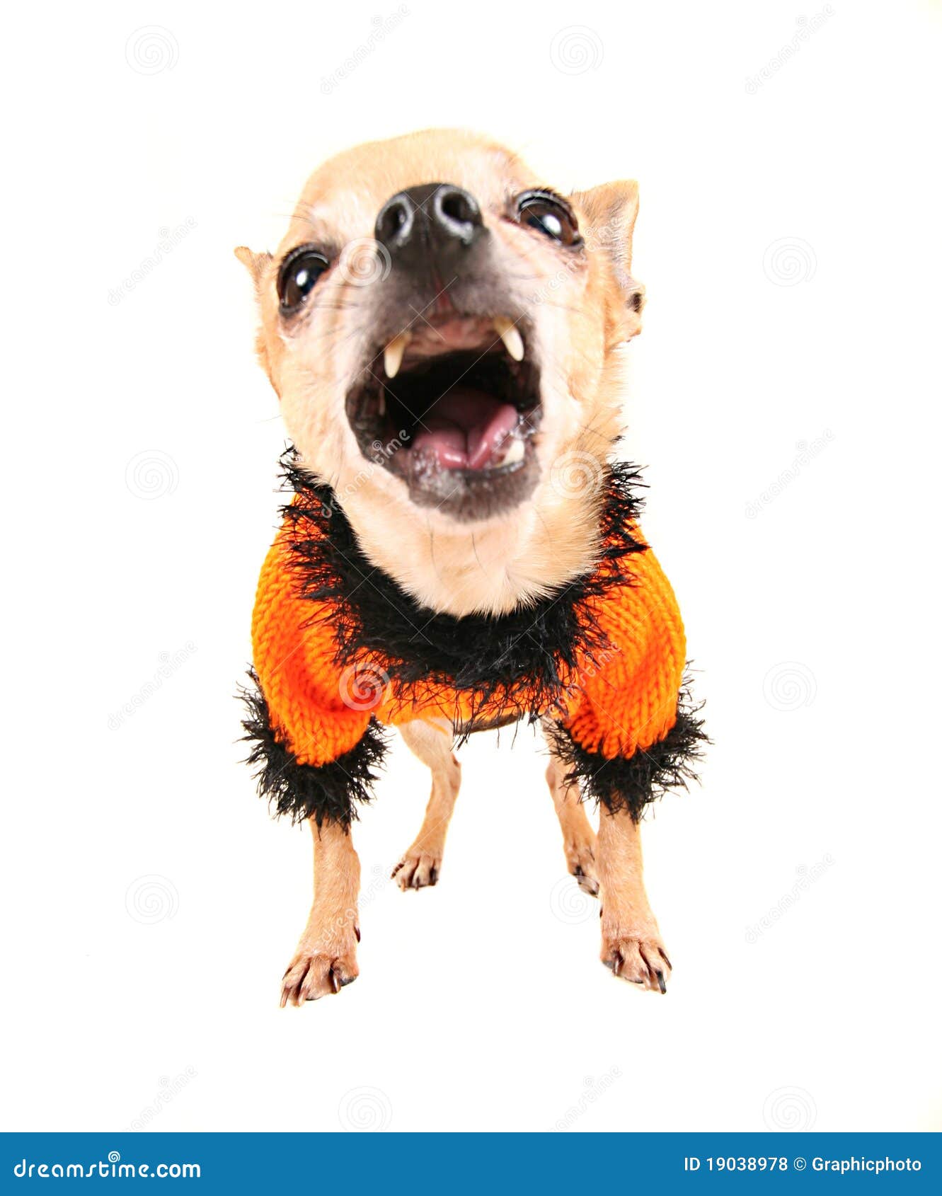 Football Dog Jersey Stock Photos - Free & Royalty-Free Stock Photos from  Dreamstime