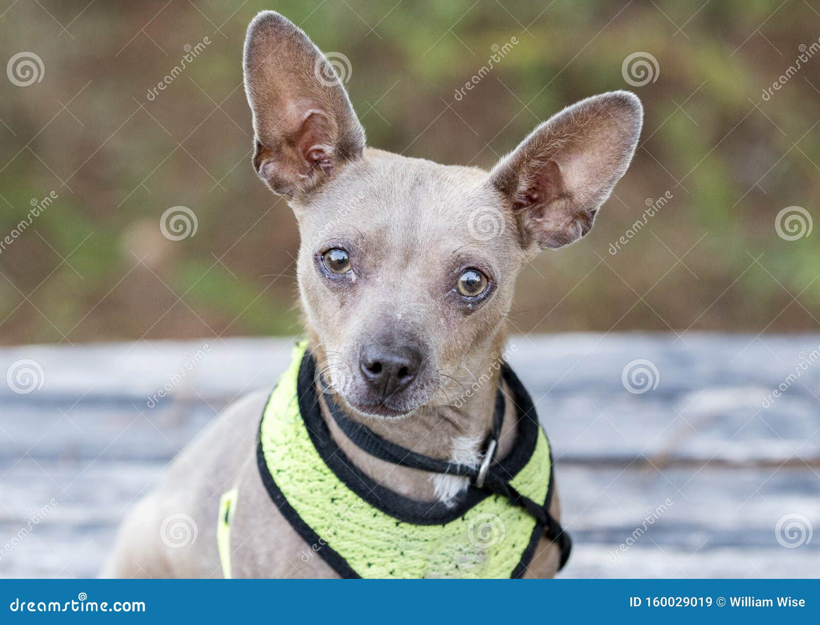 older chihuahua for adoption
