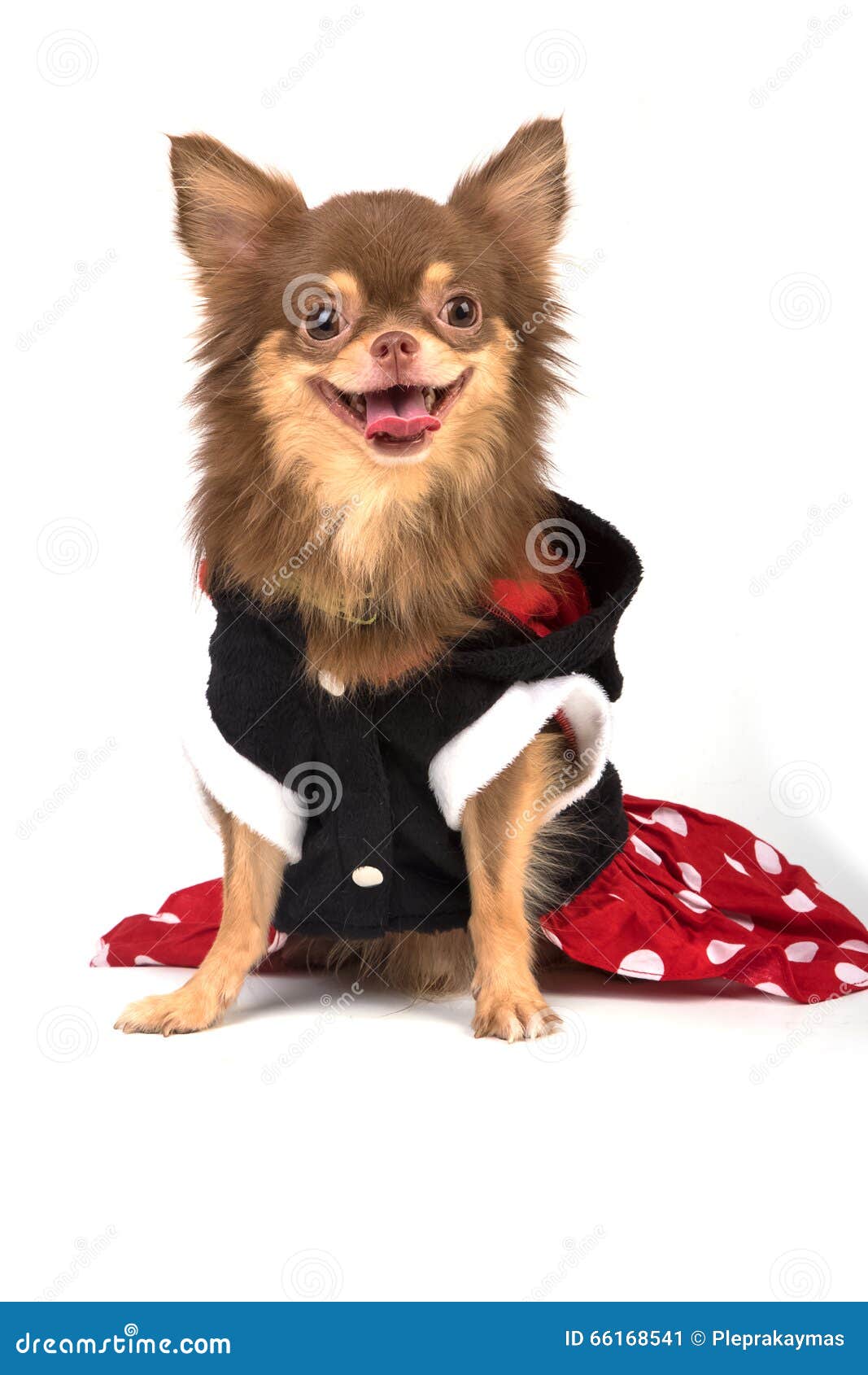 Cute Chihuahua Dog in Red Dress Stock Image Image of canine, doggy