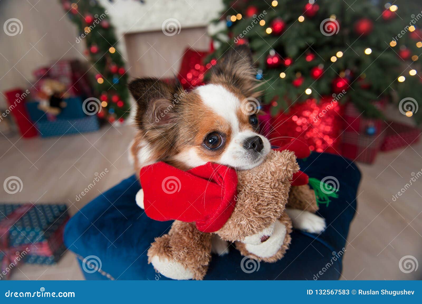 Cute Chihuahua Happy New Year