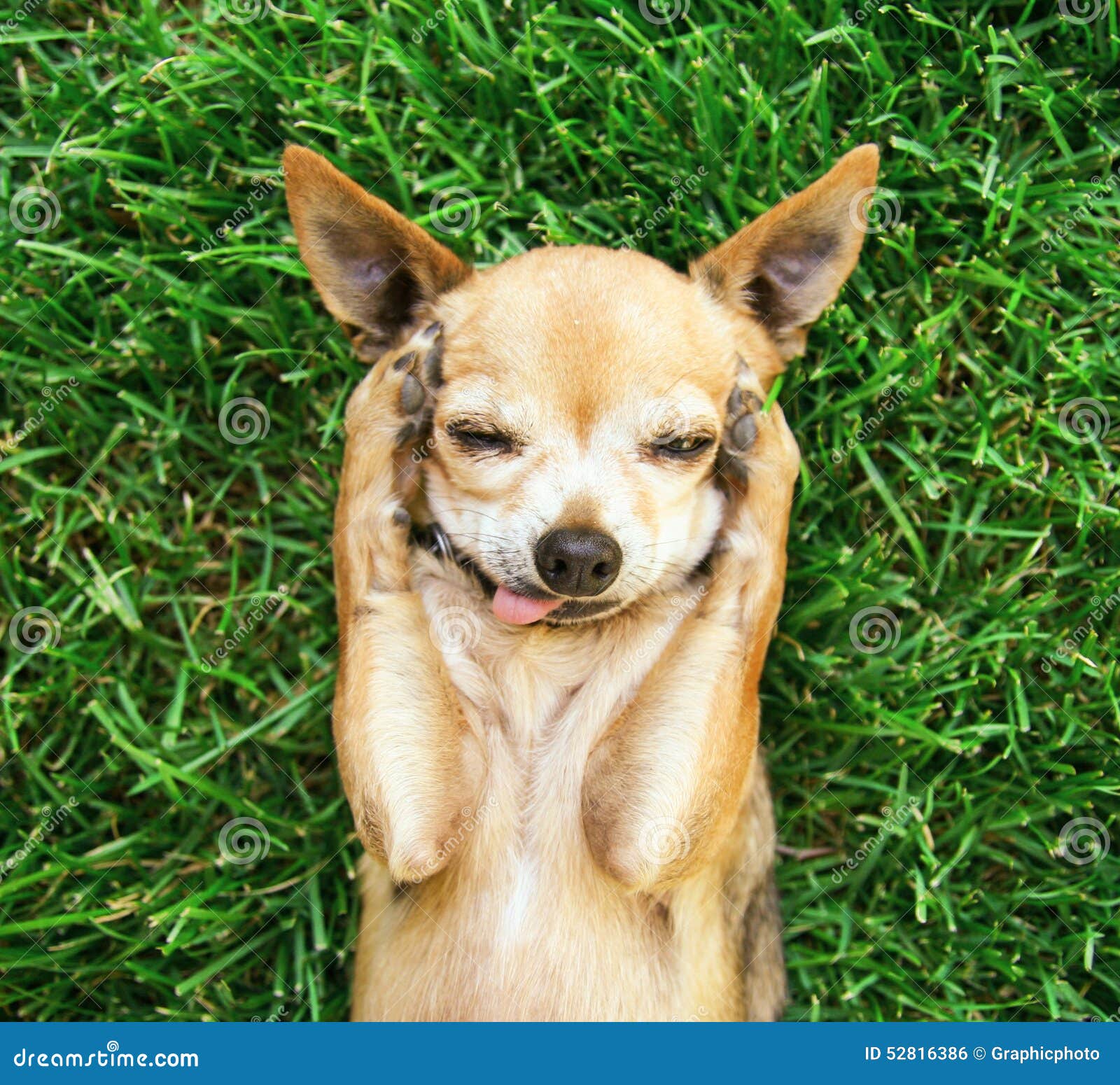 a cute chihuahua with his paws on his head covering his ears