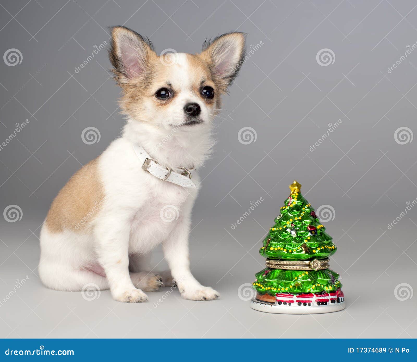 Cute chihuahua puppy and toy christmas tree