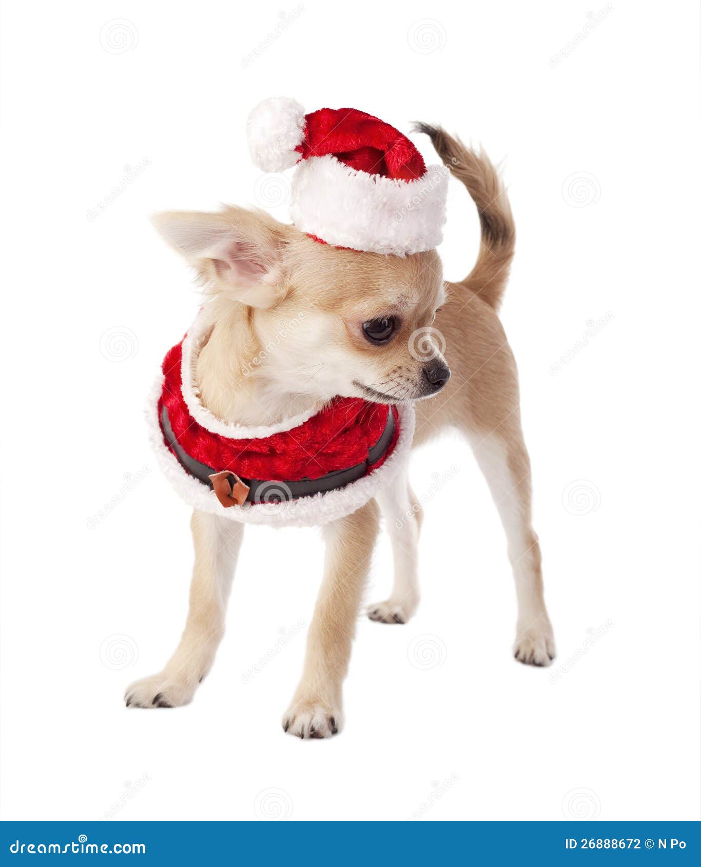 Cute Chihuahua Puppy Wearing Santa Costume Stock Photo - Image of fashion,  masquerade: 26888672
