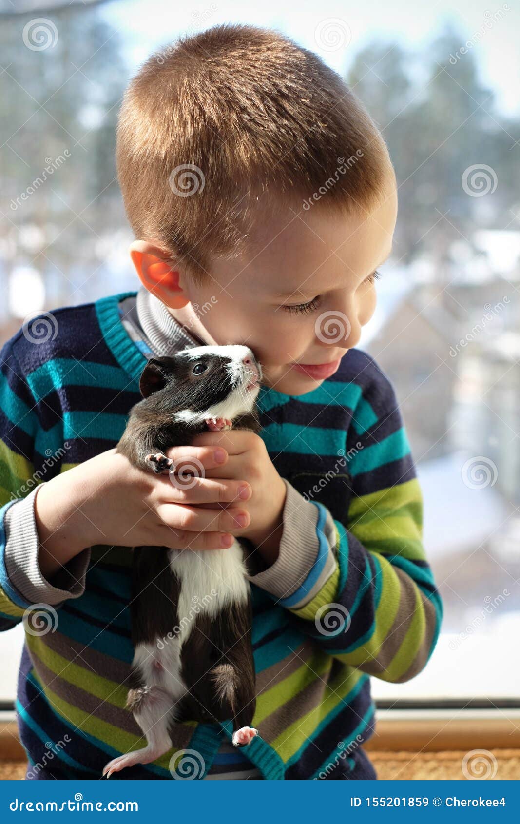 guinea pig pets at home price