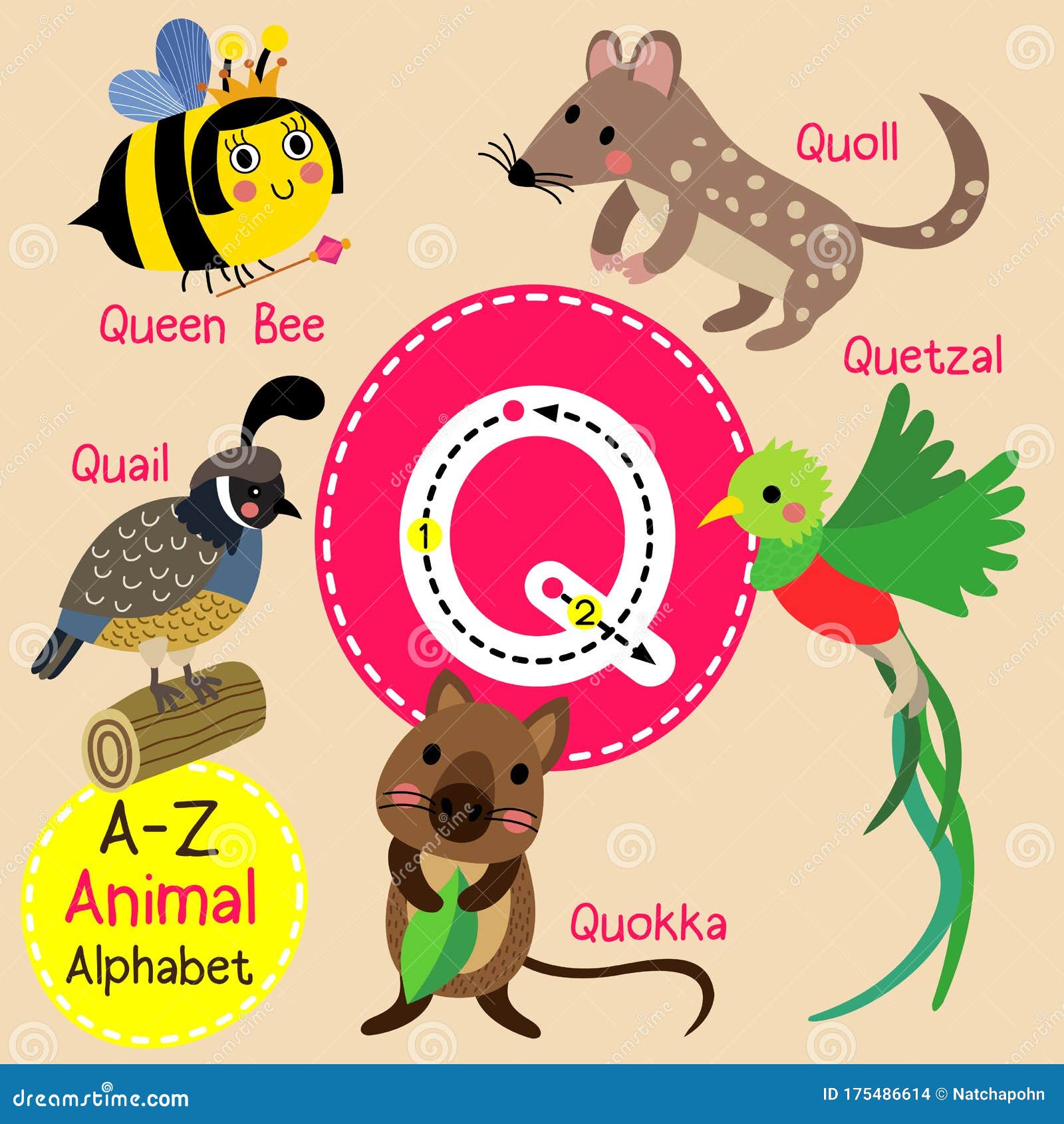 Letter Q Tracing. Quail. Queen Bee. Quetzal. Quokka. Quoll Stock Vector ...