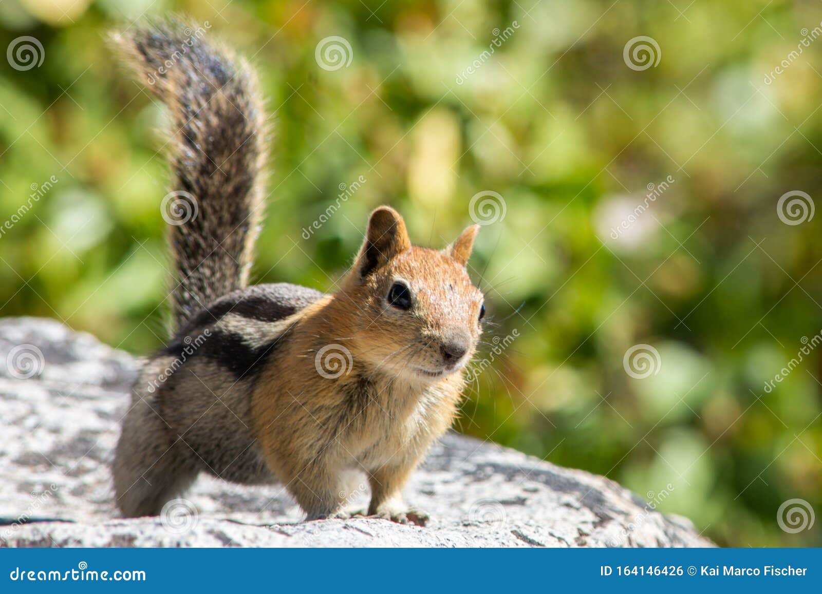 Cute Chipmunk on a Rock at Lake Tahoe Stock Photo - Image of wildlife,  gray: 164146426