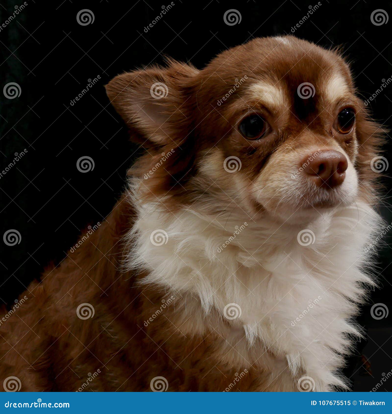 Cute Chiwawa Dog On Black Background Stock Image Image Of Animal Block