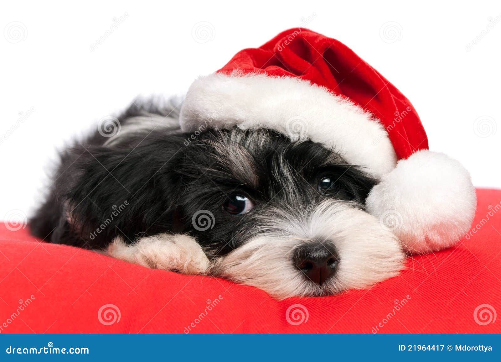 cute christmas havanese puppy dog