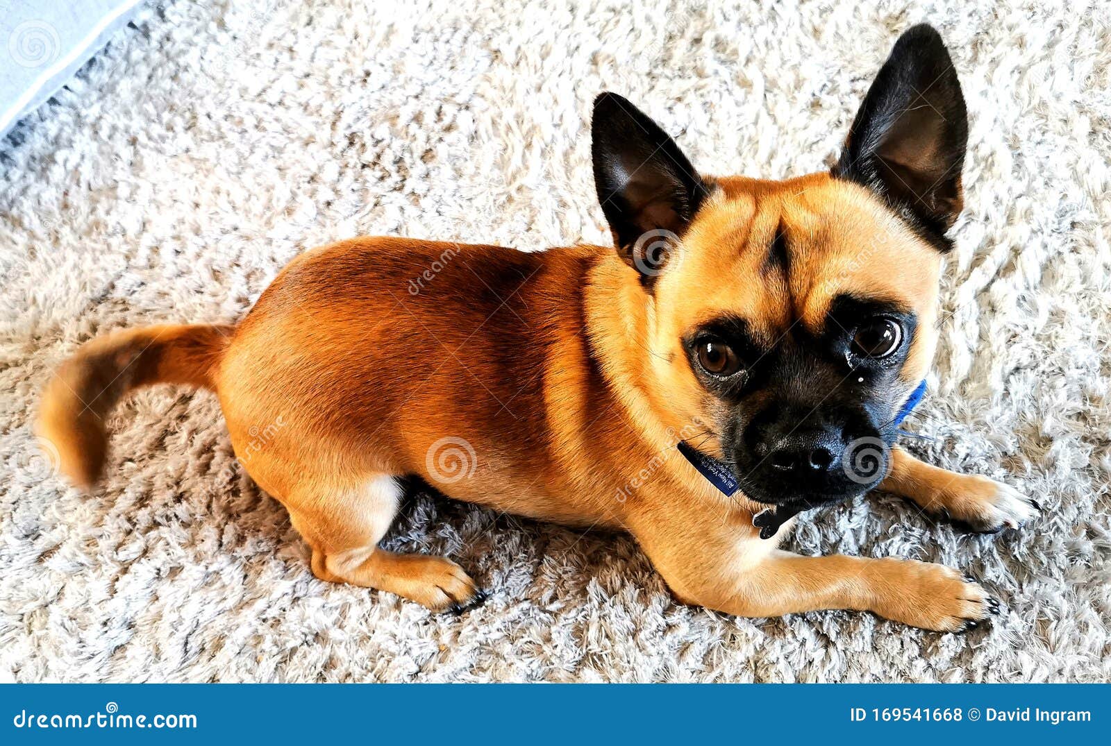 Cute chug arkivfoto. Bild av hund, gulligt, husdjur 169541668