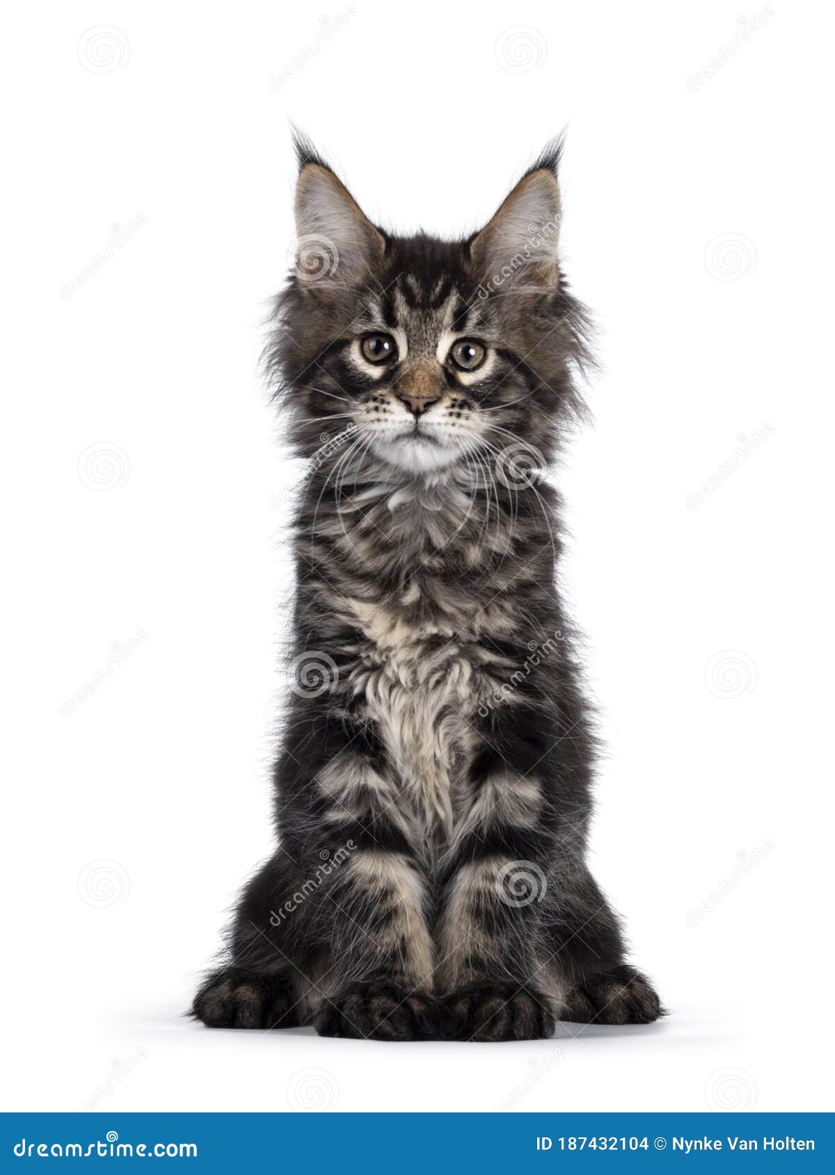 What Is A Tabby Maine Coon Cat? 