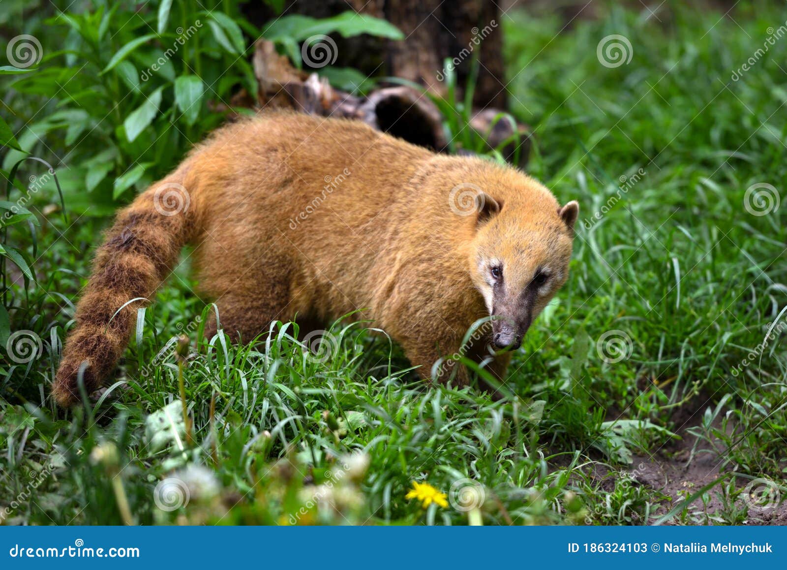 cute coati nasua, wild animal looking like raccoon