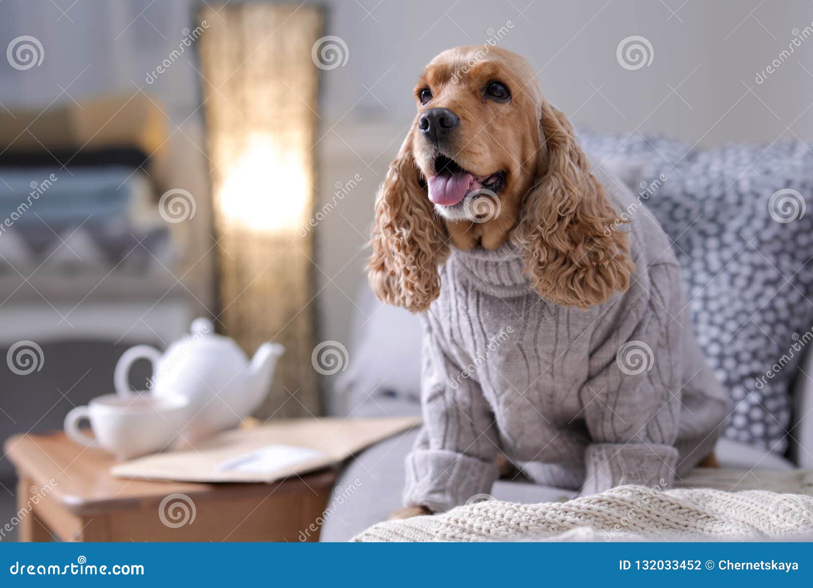 Cute Cocker Spaniel Dog In Knitted 