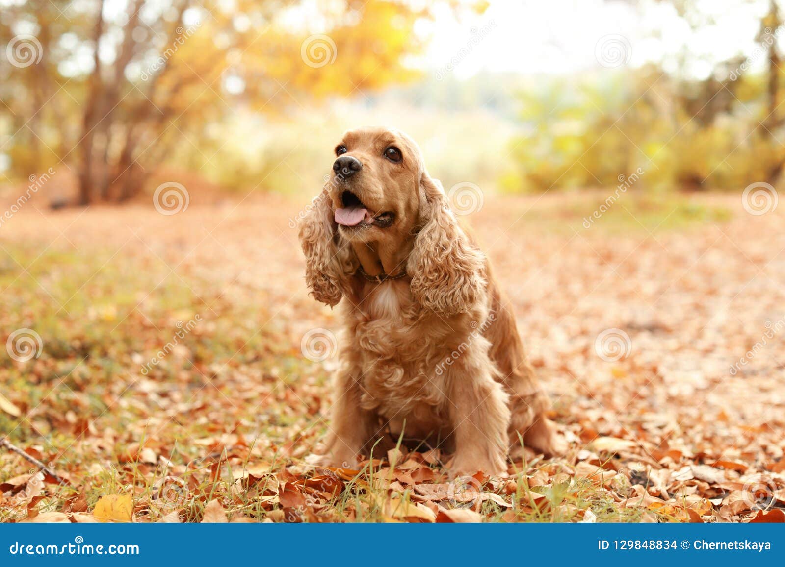 cute cocker spaniel