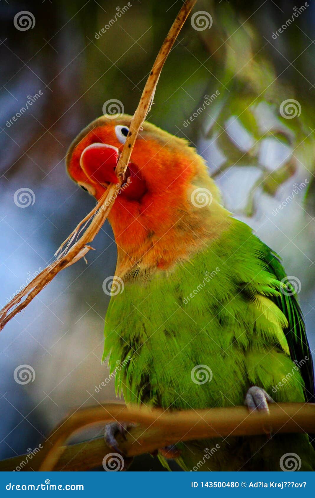 Cute Parrot Agapornis Fisher Holding a Twing in Beak Stock Photo ...