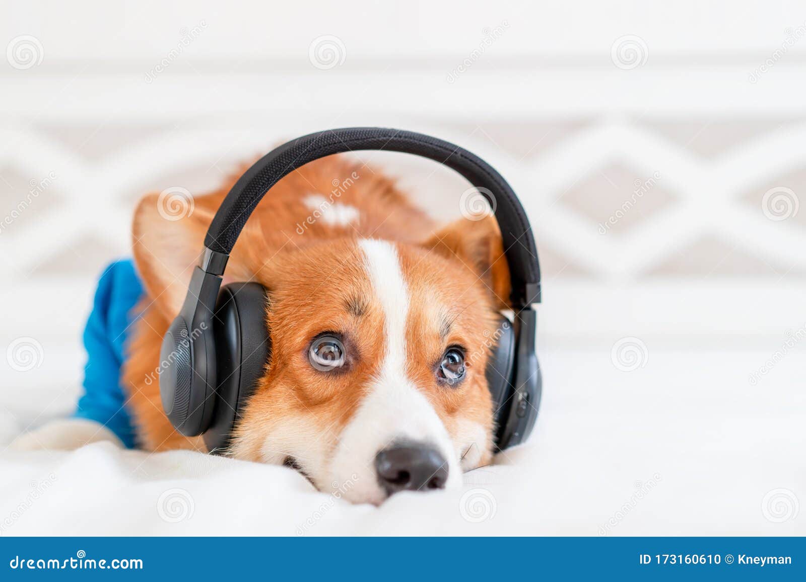 cute corgi dog in stylish blue bomber jacket sitting and wireless headphones