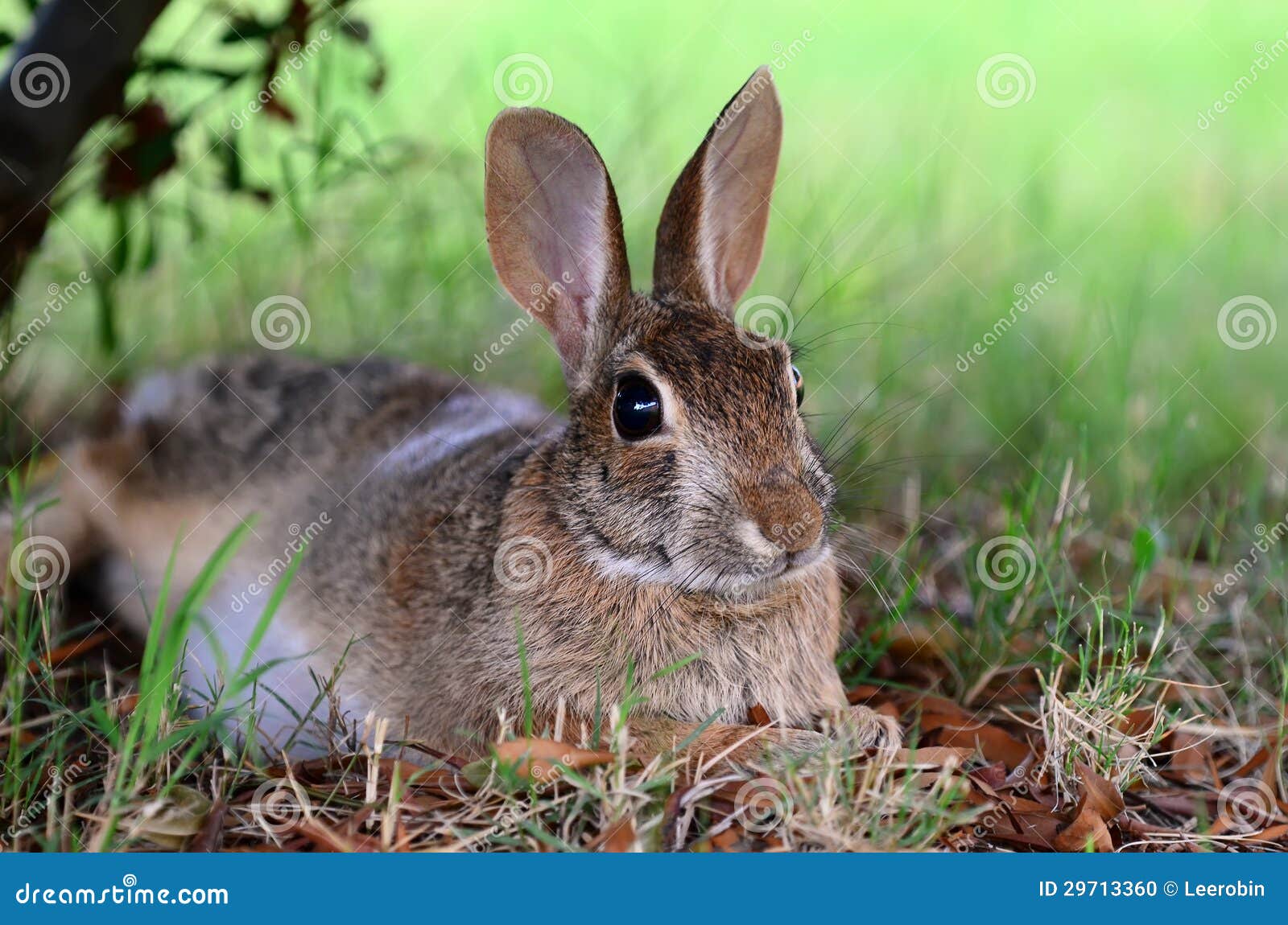 Cute Cottontail Bunny Rabbit Under Tree Stock Photo Image 29713360