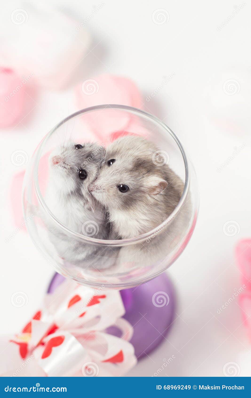 Irrigatie Geweldig Afdaling Cute Couple of Hamsters in a Glass Stock Image - Image of fluffy, rodent:  68969249