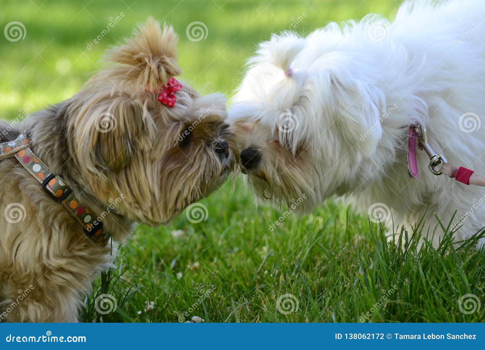 cute couple dogs