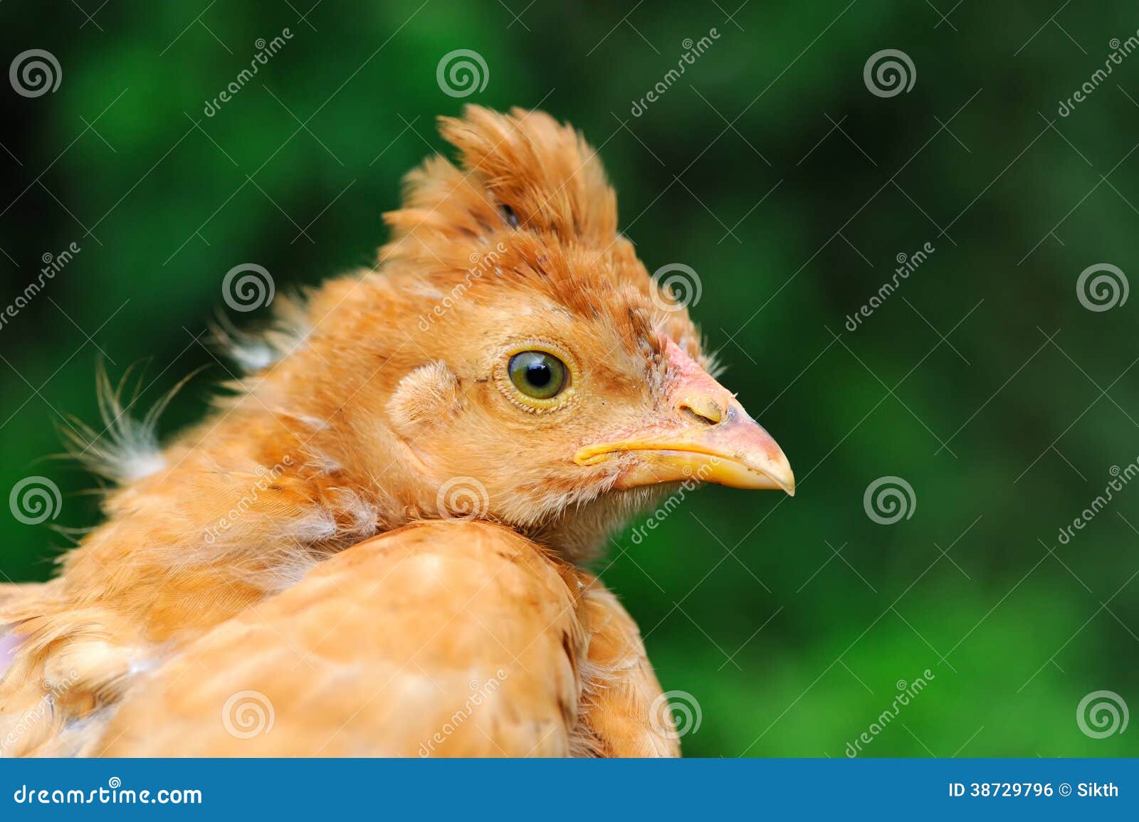 Cute Crested Baby Chicken stock photo. Image of baby 38729796
