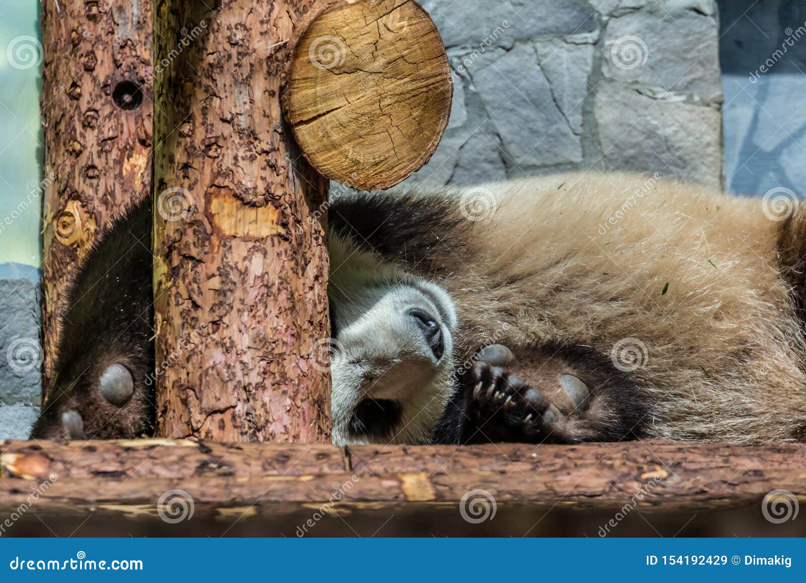Cute Cub of Giant Panda Sleeping on the Wood. Funny and Cute Animals of the World Stock Image - Image of sleepy, animal: 154192429 Cute Cub of Giant Panda Sleeping on the Wood. Funny and Cute Animals of the World Stock Image - Image of sleepy, animal: 154192429