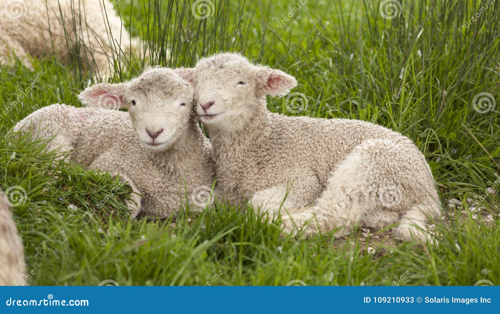 Cute Cuddly Fuzzy Baby Animals Spring Lambs Sheep Siblings Snuggling Up Together in Green Grass. they Look Like they are Smiling Stock Image - Image of baby, plant: 109210933 Cute Cuddly Fuzzy Baby Animals Spring Lambs Sheep Siblings Snuggling Up Together in Green Grass. they Look Like they are Smiling Stock Image - Image of baby, plant: 109210933
