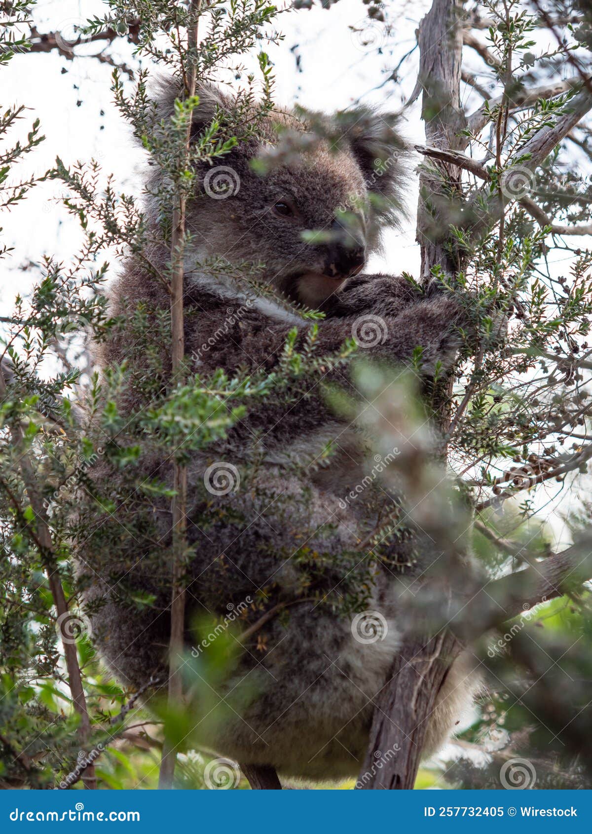 Cute and Cuddly Koala in a Tree Stock Image Image of cute, victoria
