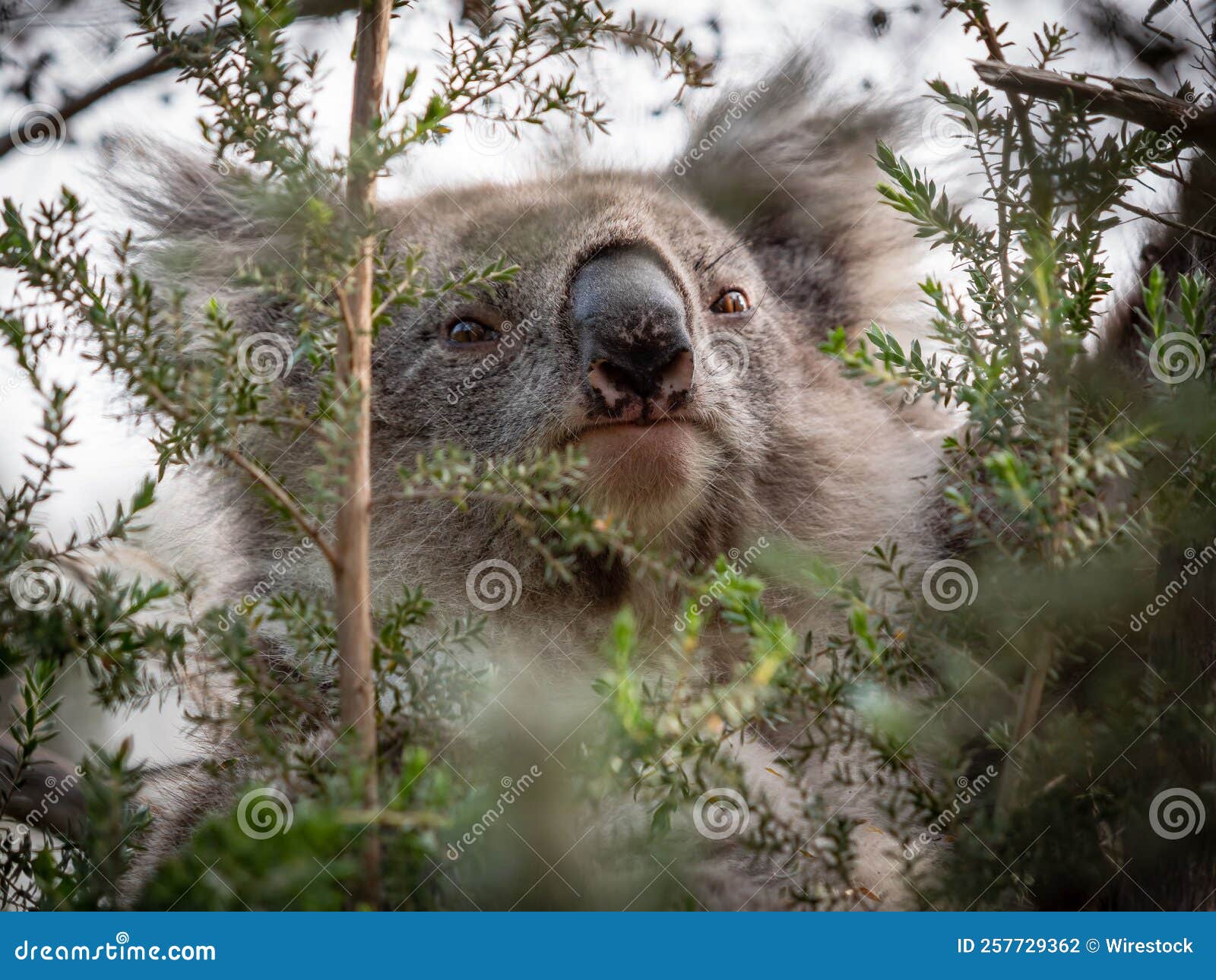 Cute and Cuddly Koala in a Tree Stock Photo Image of shrub, bear