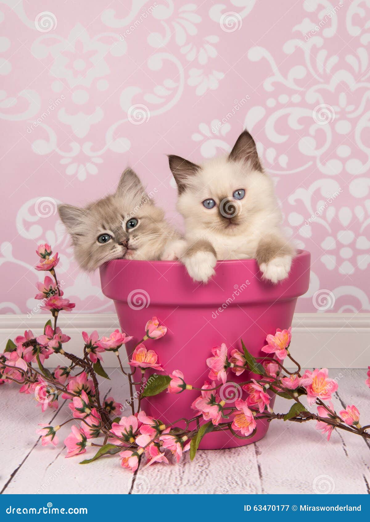 cute cuddly rag doll kitten cats