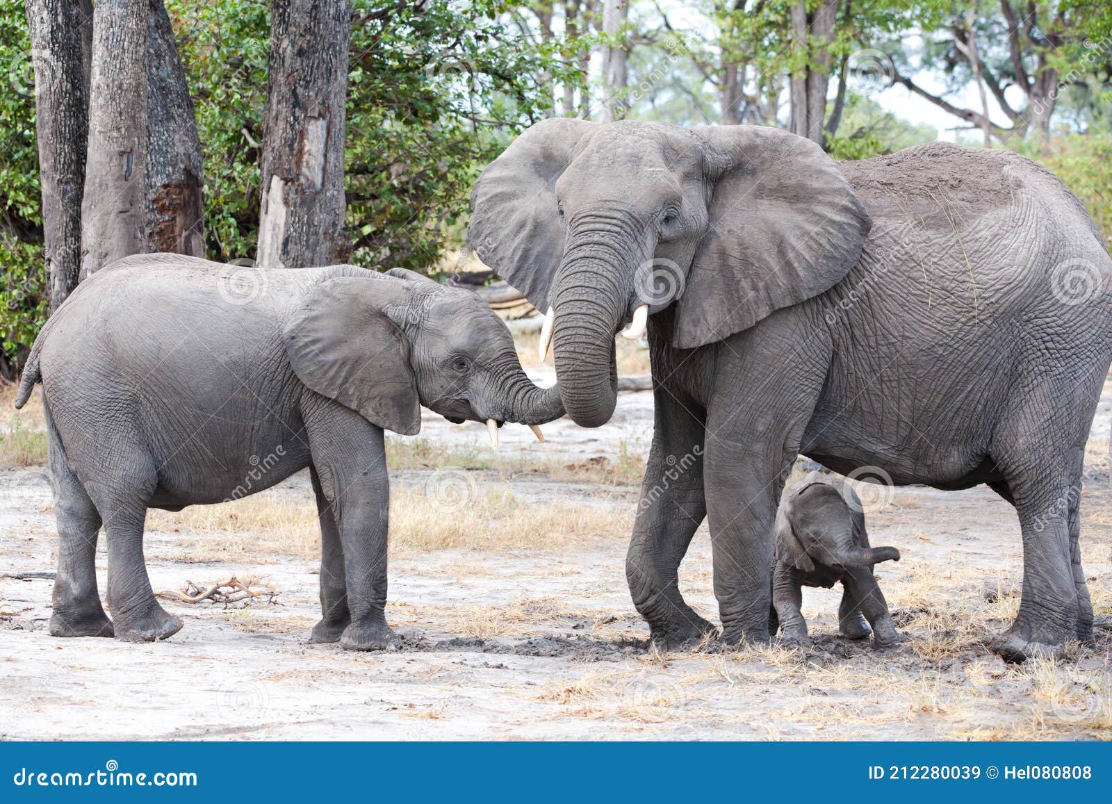 Elephant Baby and Mother_