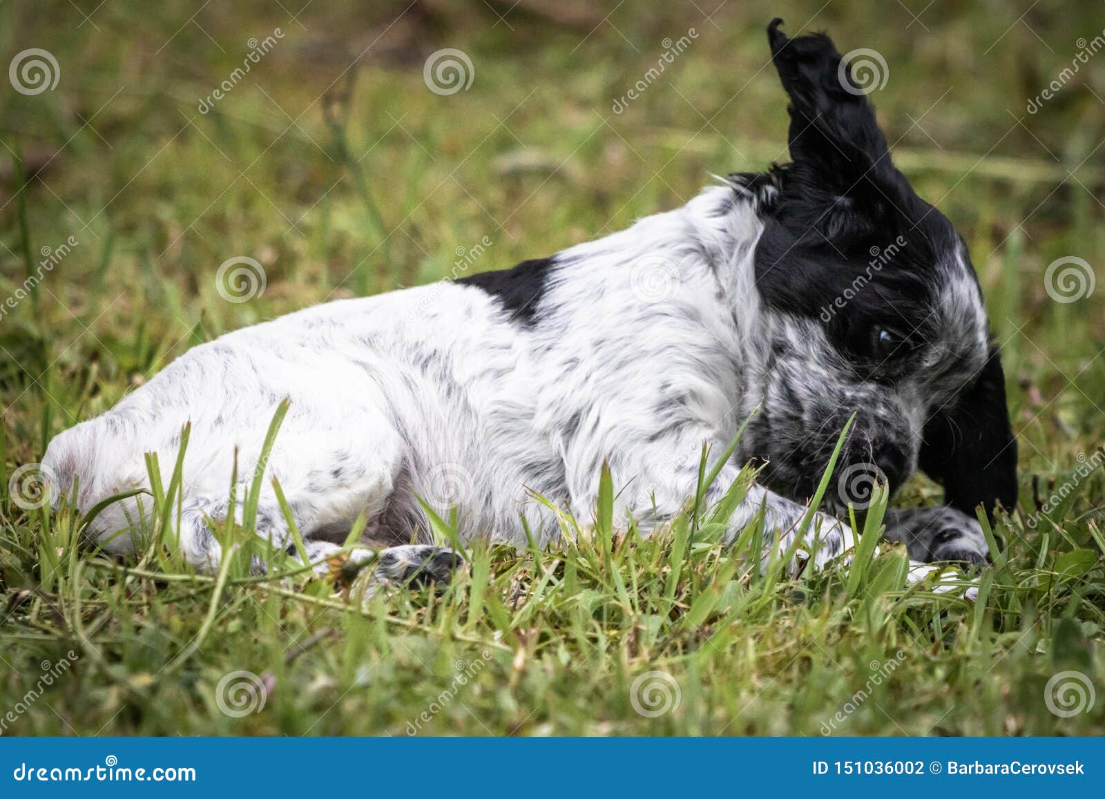 Cute And Curious Black And White Baby Brittany Spaniel Dog Puppy Portrait Playing And Exploring Having Fun Stock Photo Image Of Beautiful Doggies 151036002