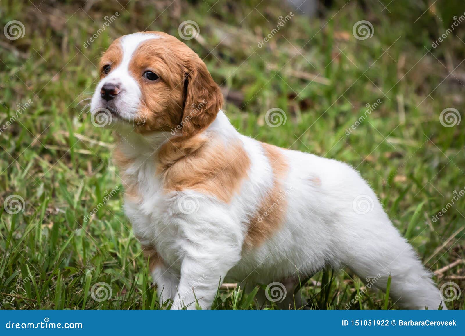 4 997 White Brittany Photos Free Royalty Free Stock Photos From Dreamstime 4 997 White Brittany Photos Free Royalty Free Stock Photos From Dreamstime