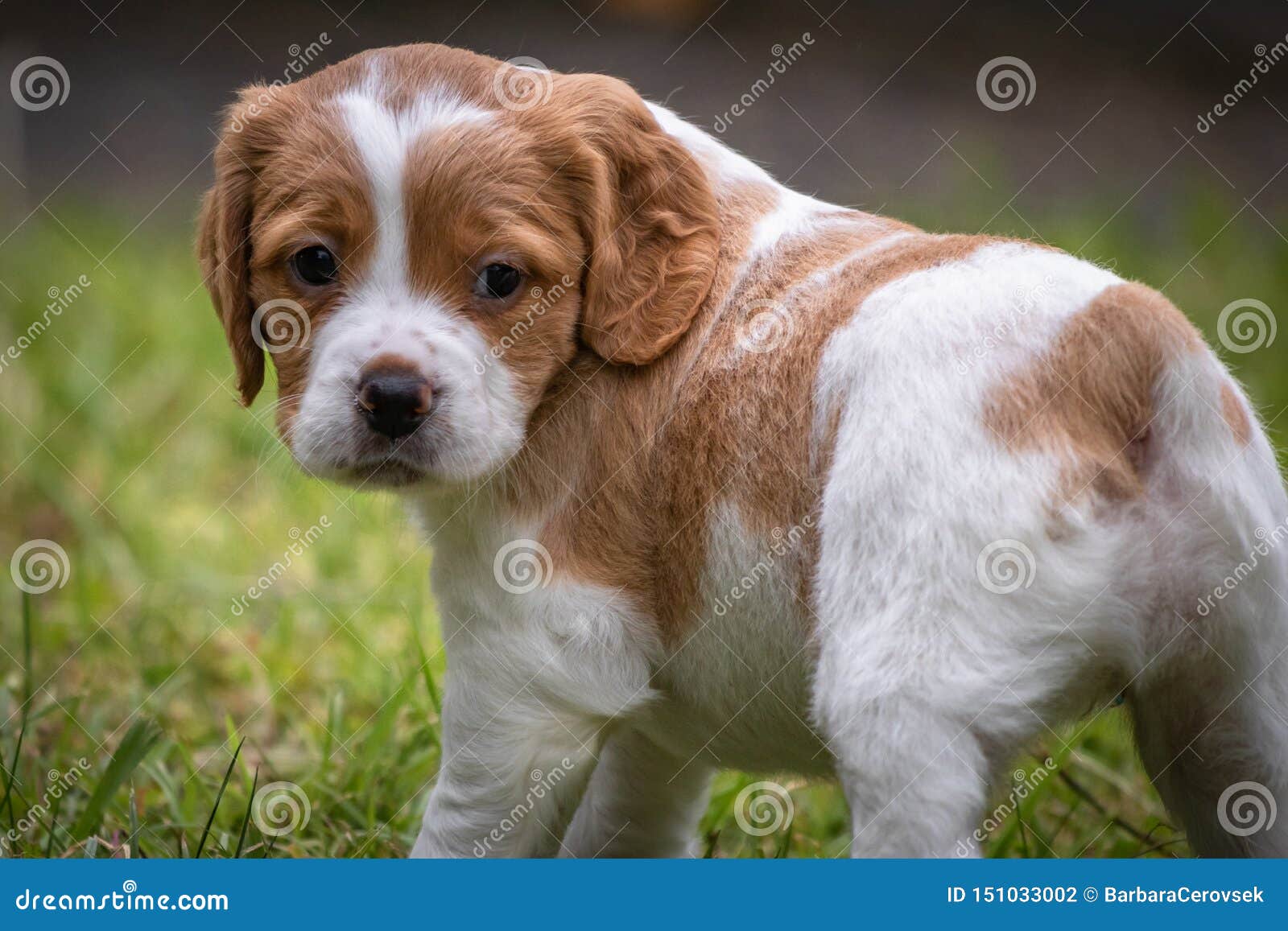 Cute and Curious Brown and White Brittany Spaniel Baby Dog, Puppy ...