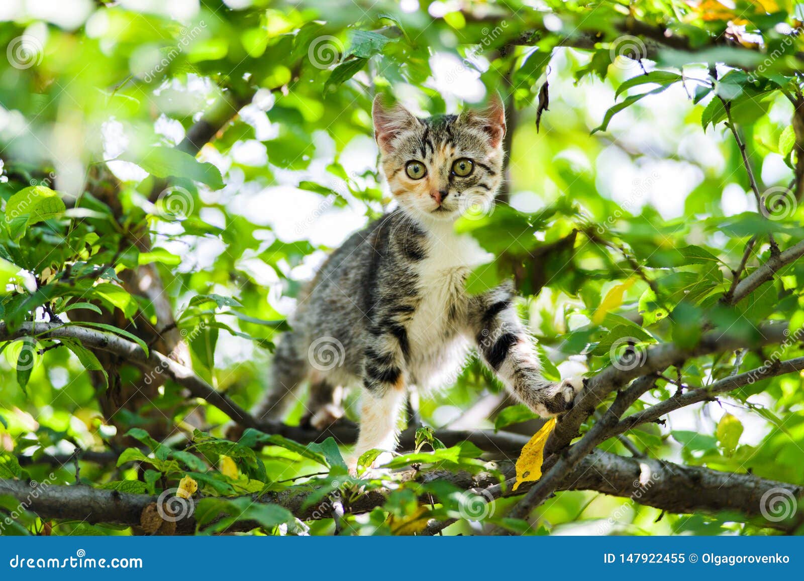 Cute Curious Kitten Cat Climbing Tree Ready To Jump Stock Image Image