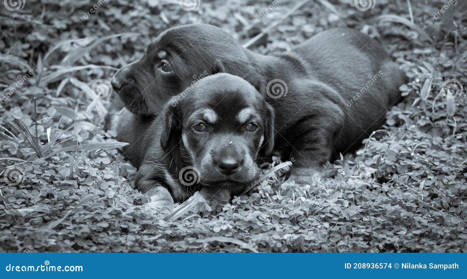 Cute Dachshund Puppies Lying in the Backyard, Cuddle and Play with ...