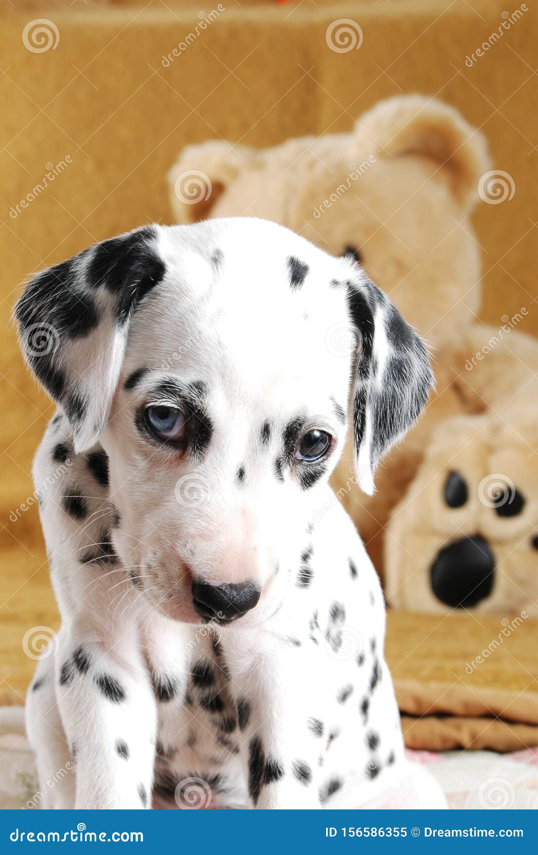 blue eyed dalmatian