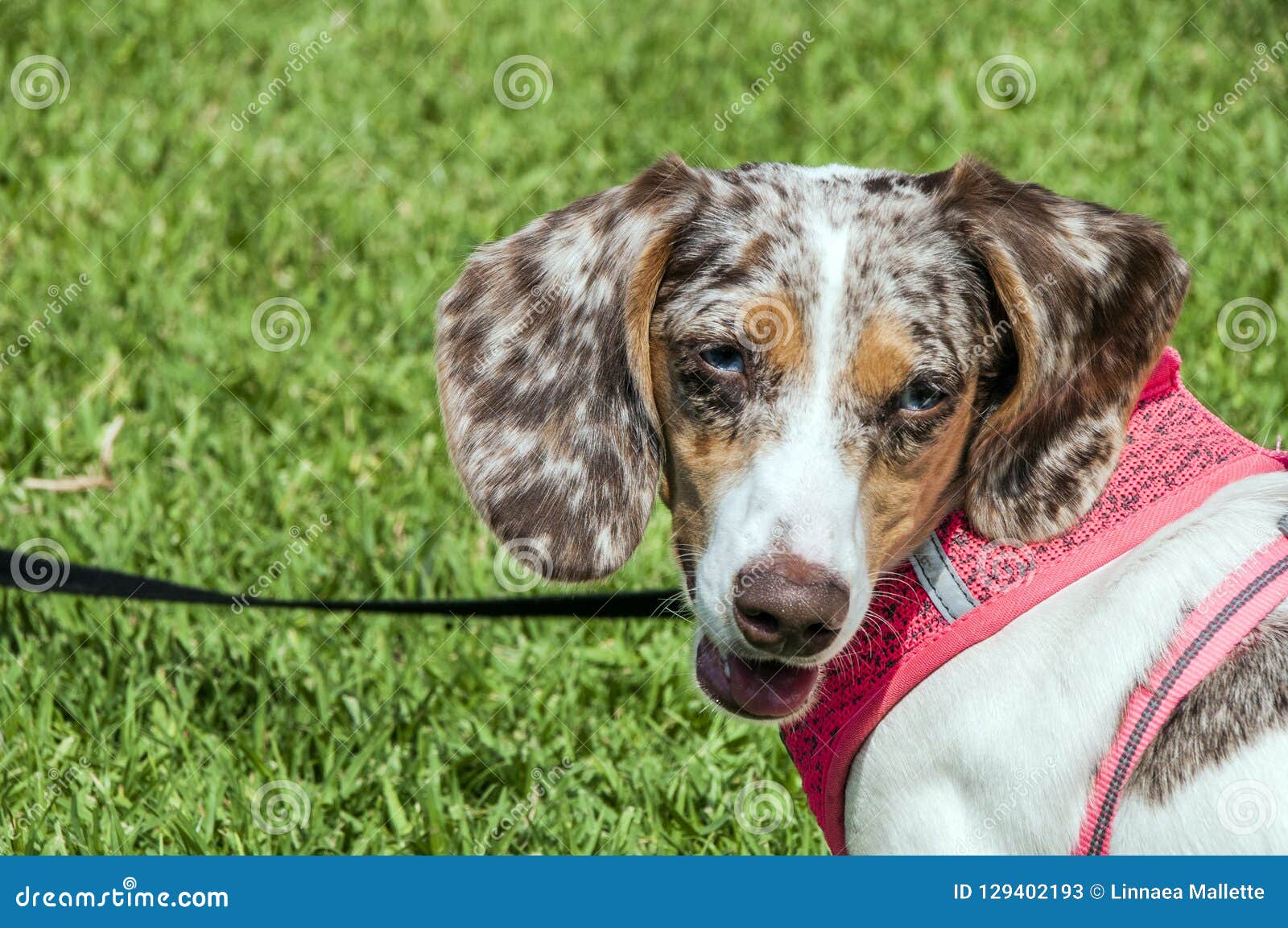 blue and tan dapple dachshund