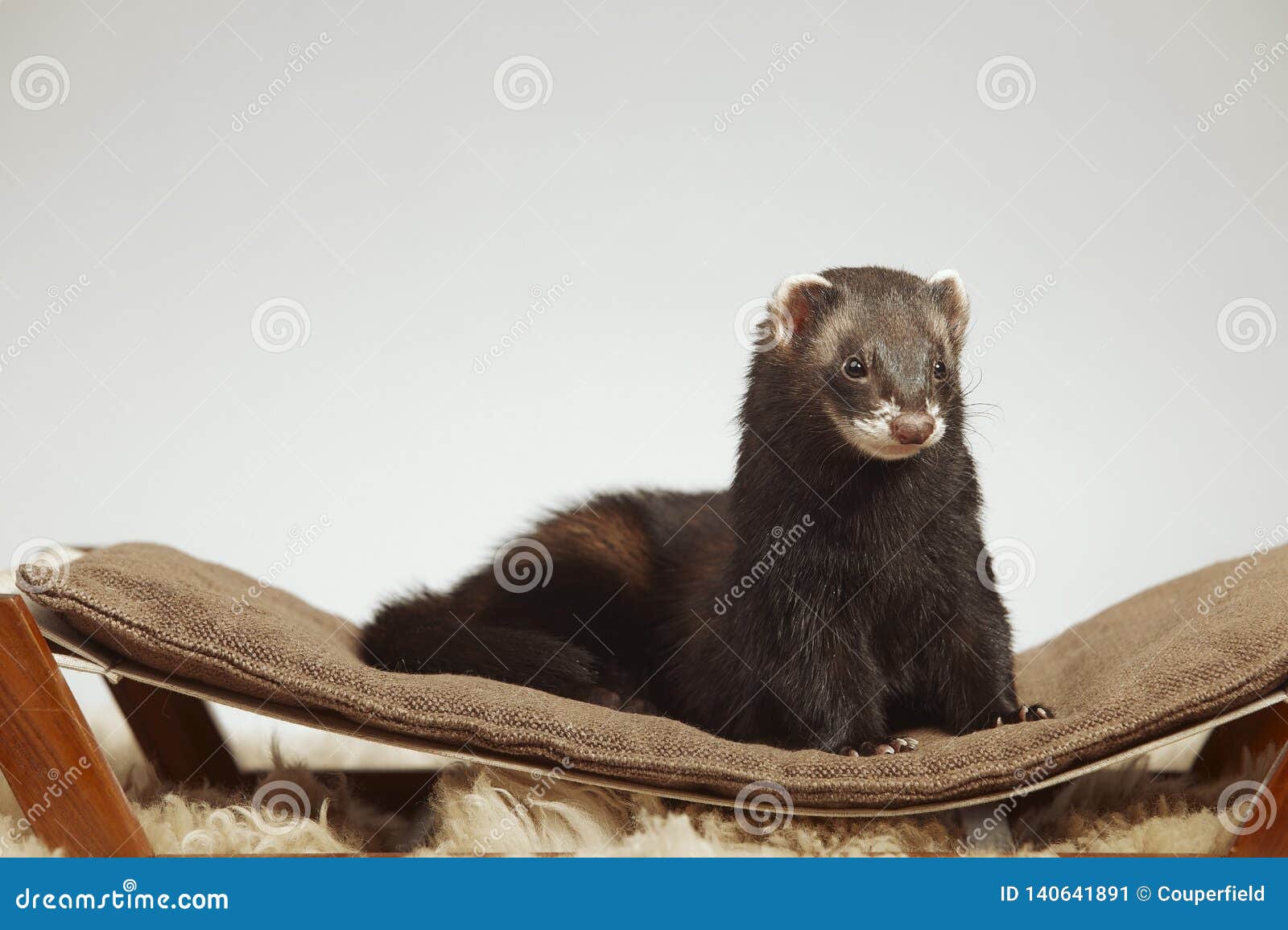 Dark Sable Color Ferret Male Staying On Sofa In Studio Stock Image Image Of Mammal Group 140641891