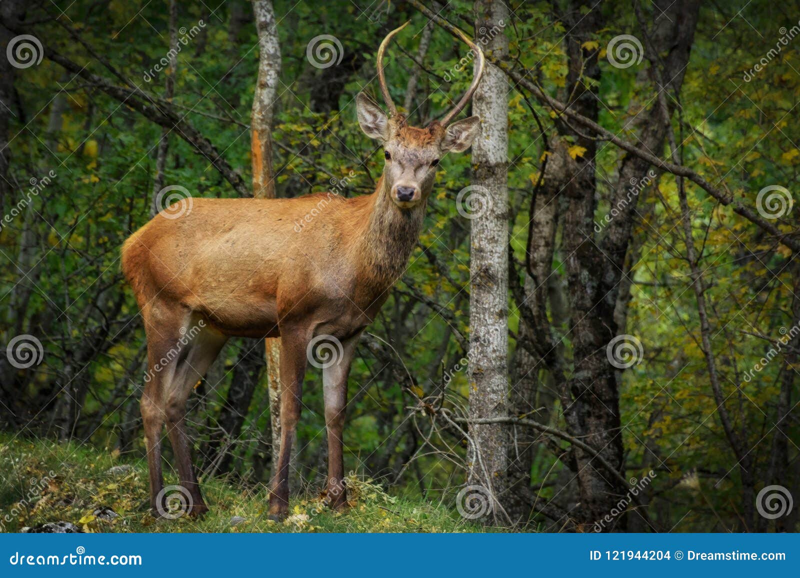 cute deer in the parco nazionale d`abruzzo