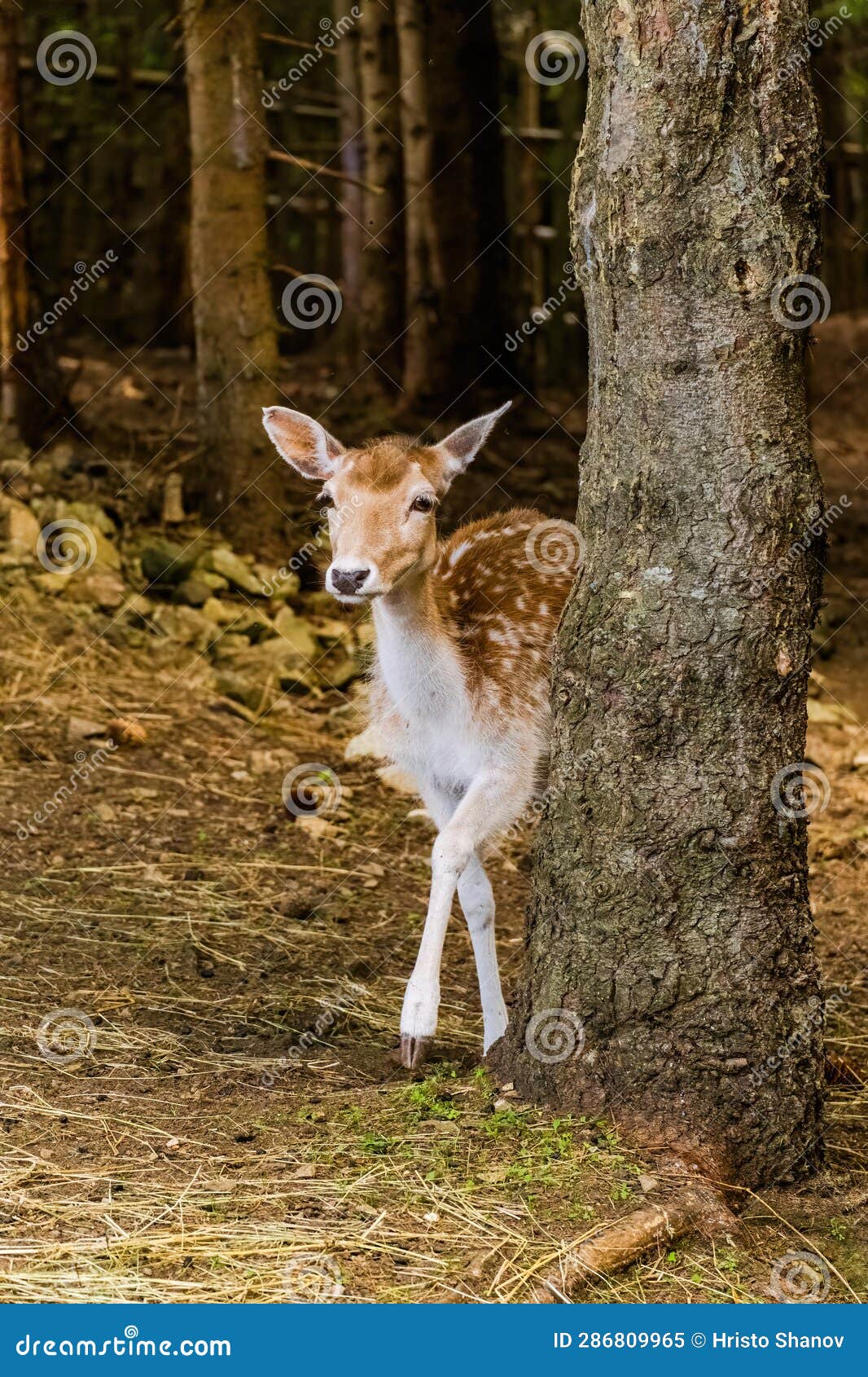 Cute Deer Posing in Nature, Wildlife Stock Image Image of forest