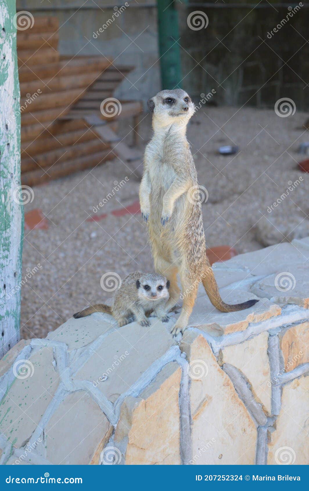 Cute Desert Animals-meerkats Stock Photo - Image of rodent, wool: 207252324 Cute Desert Animals-meerkats Stock Photo - Image of rodent, wool: 207252324