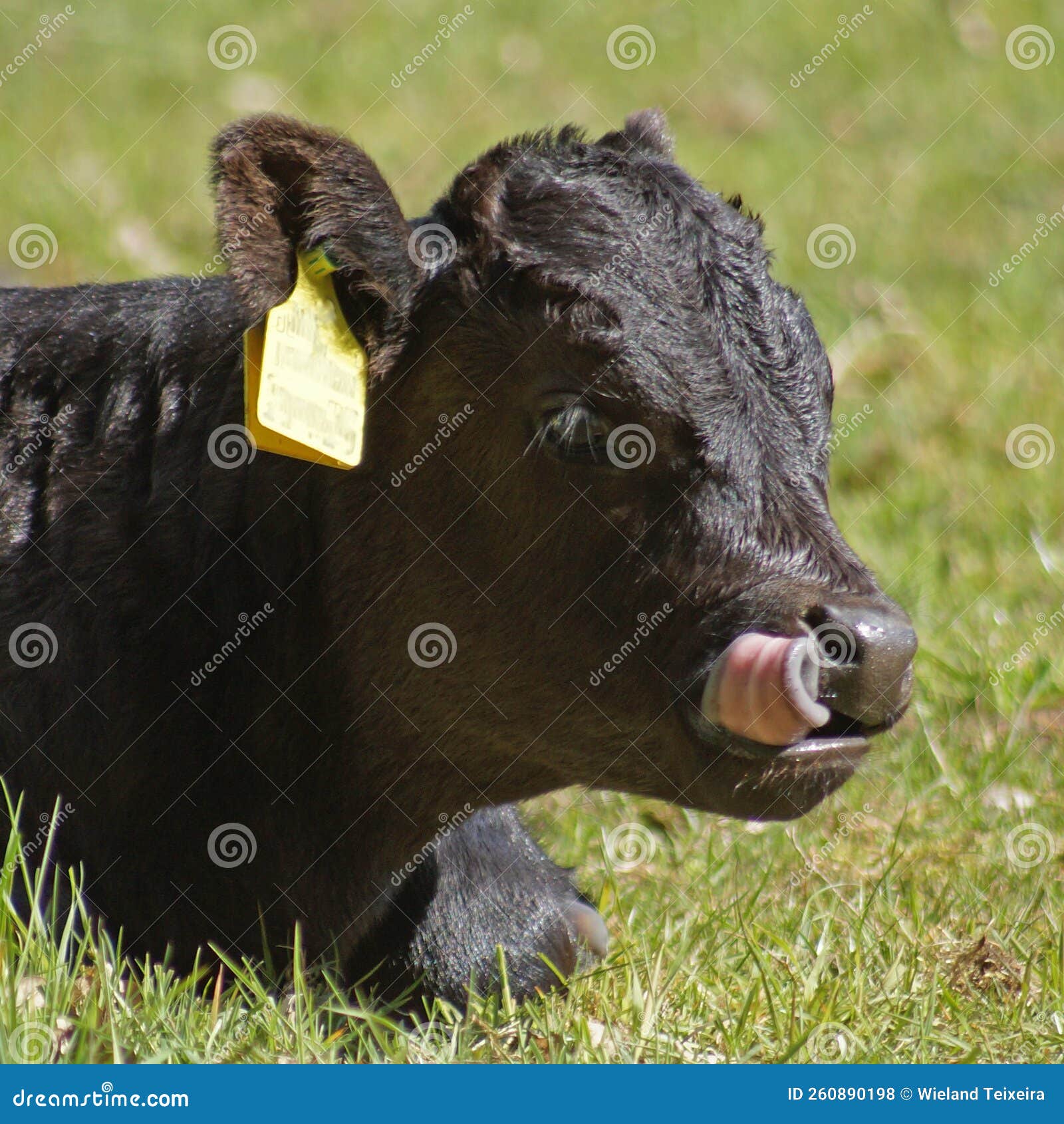 Black Dexter Cow And Red Simmental Cattle In A Green Meadow Field black-dexter-cow-and-red-simmental-cattle-in-a-green-meadow-field