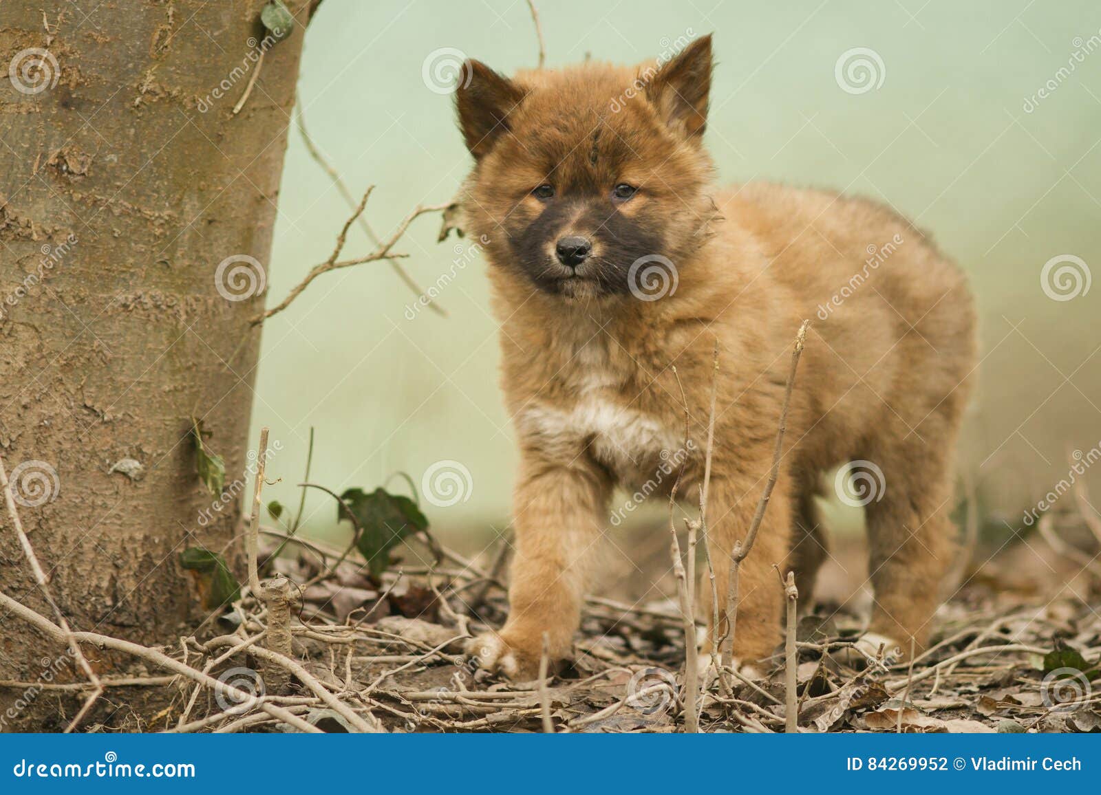 This Is A Close Up Of A Dingo Puppy Stock Photo - Download Image