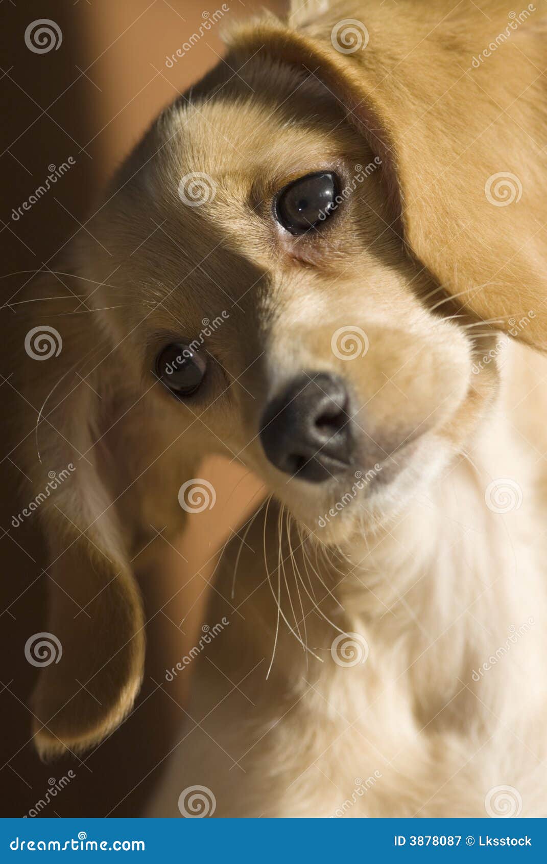 Cute dog stock image. Image of head, dachshund, canine - 3878087